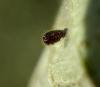 Stethorus pusillus